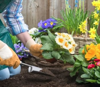 a gardener planting flowers in an outdoor flower bed